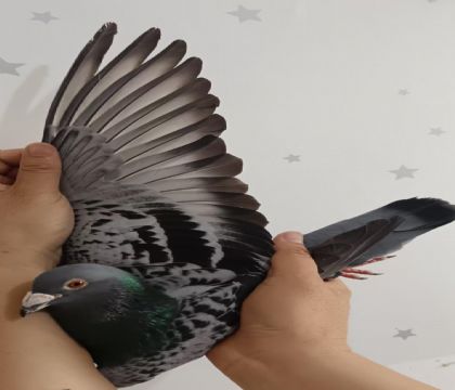 26