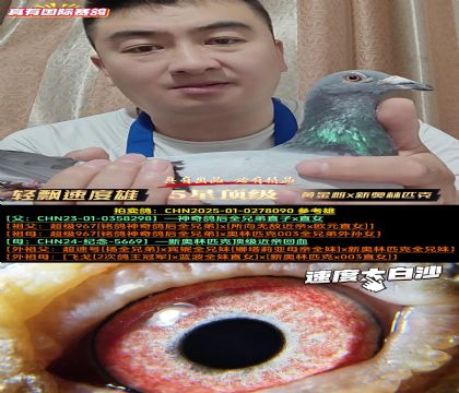 《轻飘速度雄》黄金雌x新奥林匹克