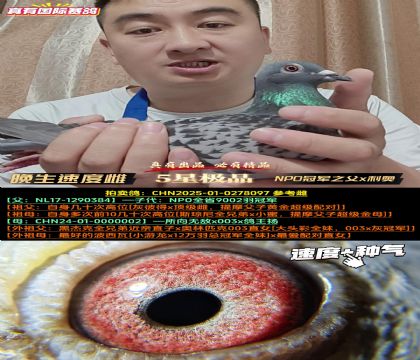 《NPO全省冠军同父半兄妹》NPO之父x所向无敌x扬x003