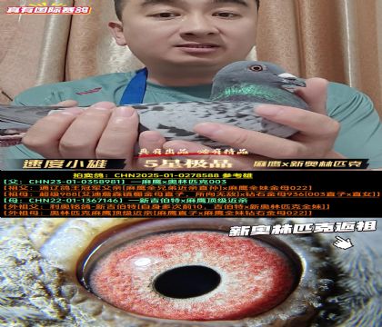 《速度小雄》麻鹰x新奥林匹克
