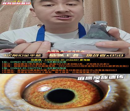 《3次前10全兄弟》挑战者x麻鹰x858