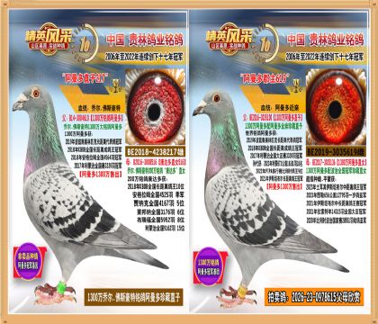 1300万阿曼多直子配阿曼多孙女近亲种雌.平辈作出冠亚军多羽