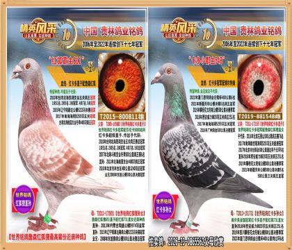 世界铭鸽红卡多直孙配红卡多孙女近亲.平辈冠亚军多羽