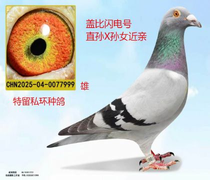 盖比闪电号直孙X孙女近亲