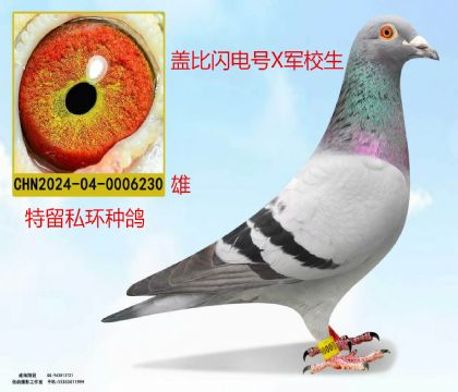盖比闪电号直孙X军校生近亲