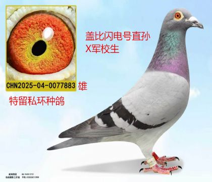 盖比闪电号直孙X孙女近亲