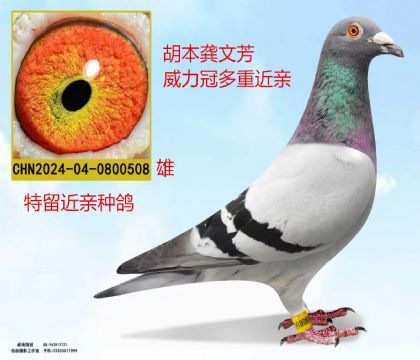 胡本龚文芳威力冠近亲