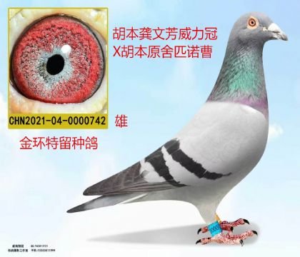 金环:胡本原舍匹诺曹X龚文芳胡本威力冠