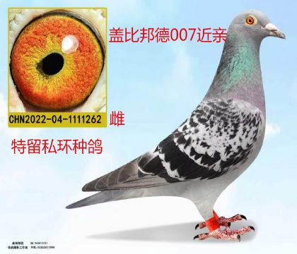 盖比邦德007多重近亲