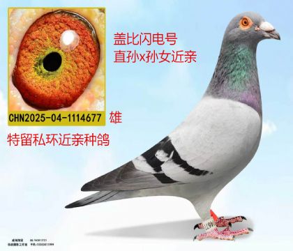 盖比闪电号直孙X孙女近亲