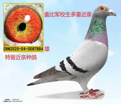 盖比军校生多重近亲