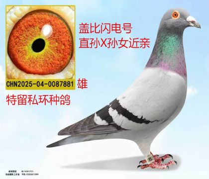 盖比闪电号直孙X孙女近亲