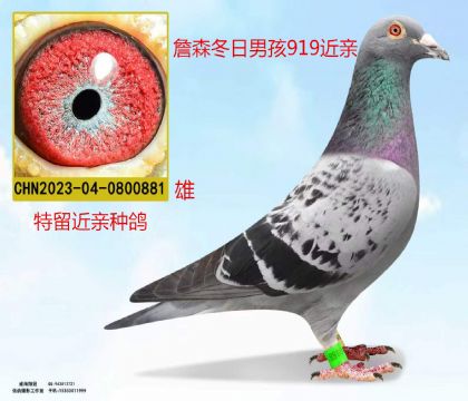 詹森冬日男孩919近亲