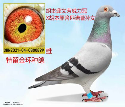 金环:胡本龚文芳威力冠X胡本原舍匹诺曹近亲