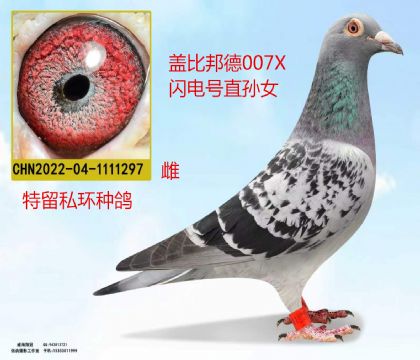 盖比邦德007X闪电号直孙女