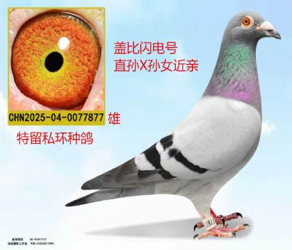 盖比闪电号直孙X孙女近亲