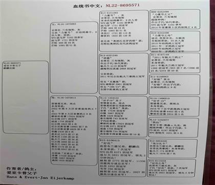 血统