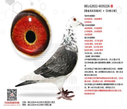 4父亲BELG2022-6035226