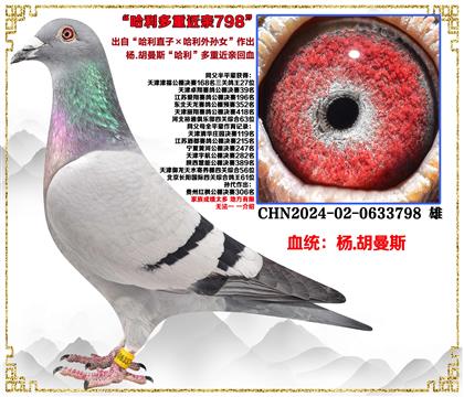 (重点推荐)杨.胡曼斯“哈利直子×哈利外孙女”近亲回血