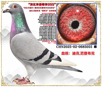 迪克.范登布克“灰比尔直孙×奥林匹克基特尔006孙女”