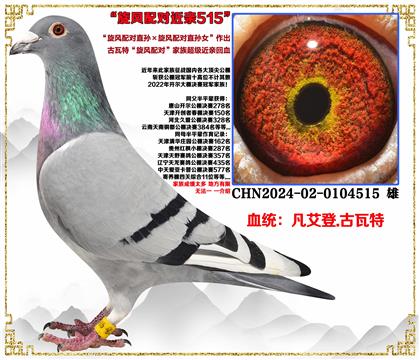 古瓦特“旋风配对直孙×旋风配对直孙女”近亲回血