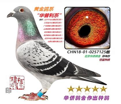 1号--华普利蚊子系最高血统025712