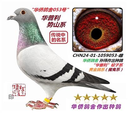 4号-直系成绩:2019重庆龙乡公棚决赛