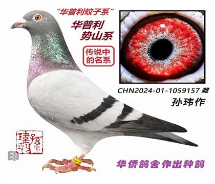 3号-黄金鸽系“华普利”蚊子系157号雄