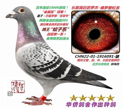 5号--白鼻号回血091号