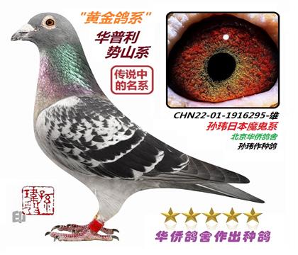 7号-直系:重庆公棚决赛8名!武汉福齐特比4名等!