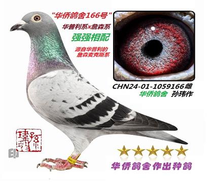 2号--直系成绩:铁鹰三关归-450K,