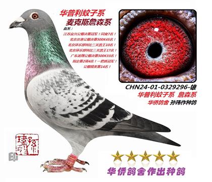 6号--华普利蚊子系0329296