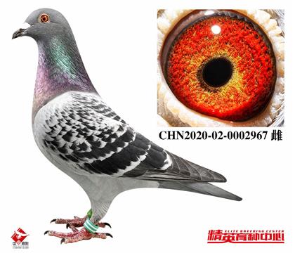 欧联盖比海王星回血967