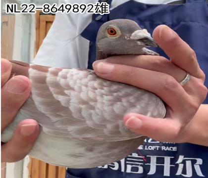 雄892,荷兰红半平辈