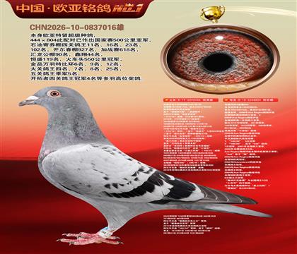 利奥波尔特亚精顿444×超级金母麻鹰804