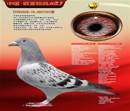 利奥鸽王杨直孙851×利奥超级金母麻鹰804