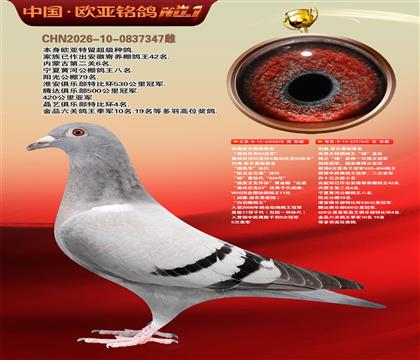 利奥原舍漂亮号828X鸽王杨040