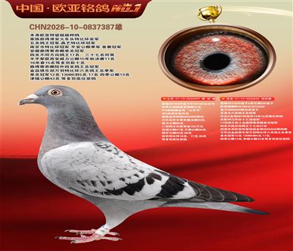 詹森919直子999X詹森766直女840