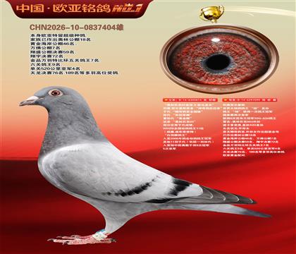 利奥杨直孙X欧元直女814X鸽王杨099