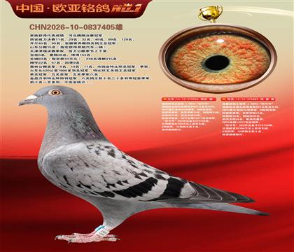 施霍龄尼可号956×施霍龄尼可号889