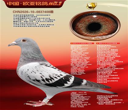 利奥波尔特亚精顿444×超级金母麻鹰804