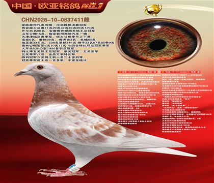 NPO全国冠亚军515X利奥KBDB鸽王17直女872