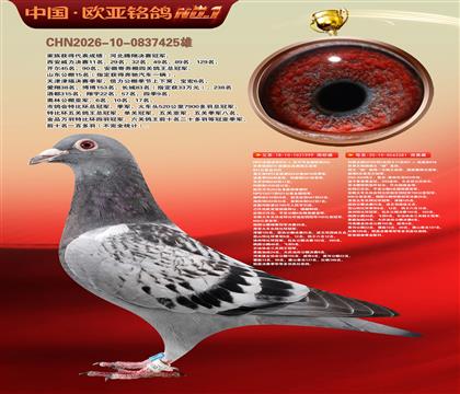 世界大铭鸽鸽王“杨”直孙999X利奥全国鸽王281