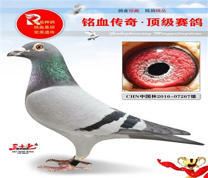 一号金雄、考夫曼原舍