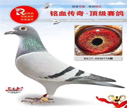 查特鲁18923羽14名、超级金母