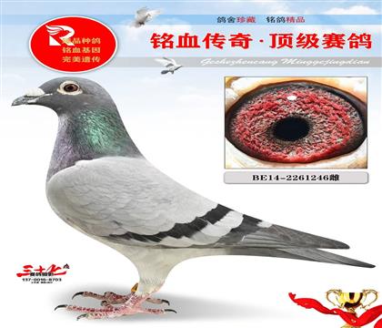 KBDB鸽王13名、速度金母