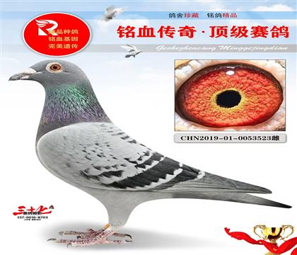 长城鸽业、最好的考夫曼