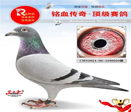 特比4关8名、一号金雄最后成绩子代