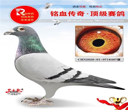 北京05鸽舍、公棚决赛12名同窝