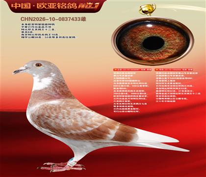 西佛依托全国冠军泰山号多重近亲481X256
